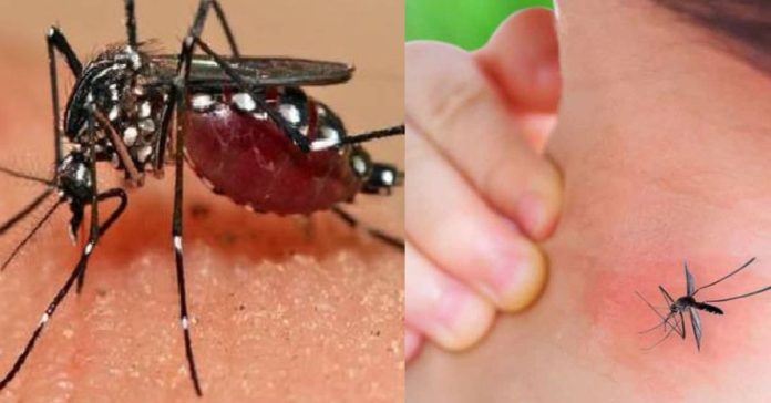 Dengue Fever Risk  சிறுவர்களுக்கான உலக செய்திகள்