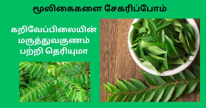 Murraya koenigii - Curry Leaves  மூலிகைகளை சேகரிப்போம்