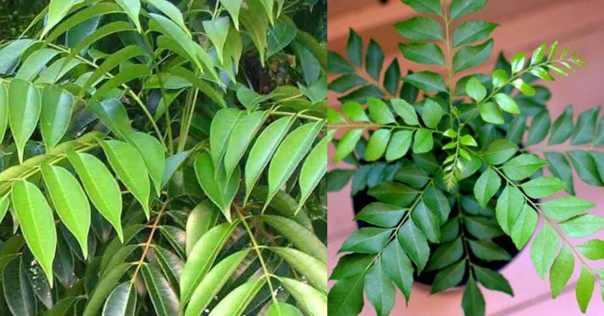 Murraya koenigii - Curry Leaves  மூலிகைகளை சேகரிப்போம்