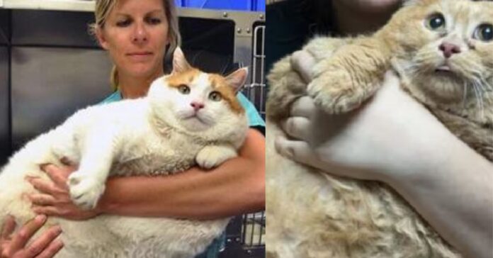 Heaviest Cat in the World  சிறுவர்களுக்கான உலக செய்திகள்