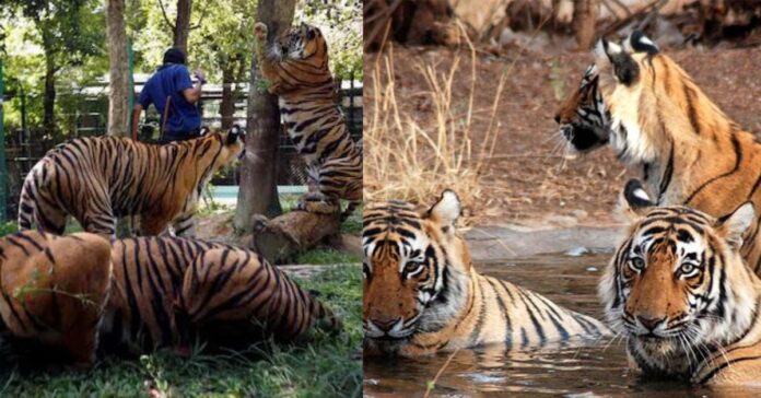 47 Tigers dead by bird flu  சிறுவர்களுக்கான உலக செய்திகள்