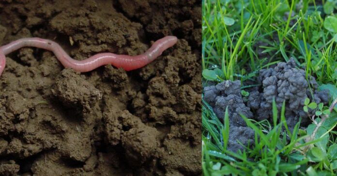 Discovery related to Earthworms  கல்வி