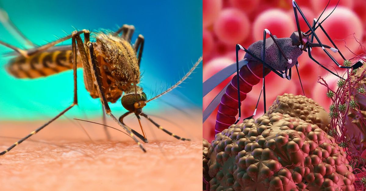 Malaria Free Country   சிறுவர்களுக்கான உலக செய்திகள்