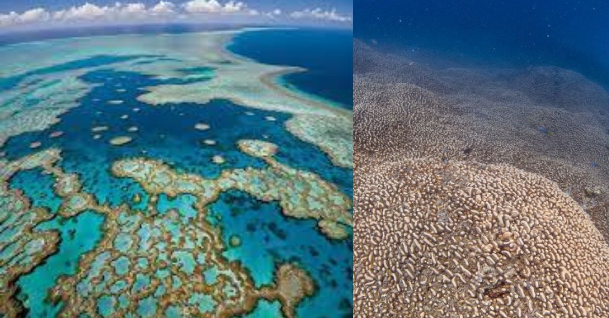 World Largest Coral சிறுவர்களுக்கான உலக செய்திகள்