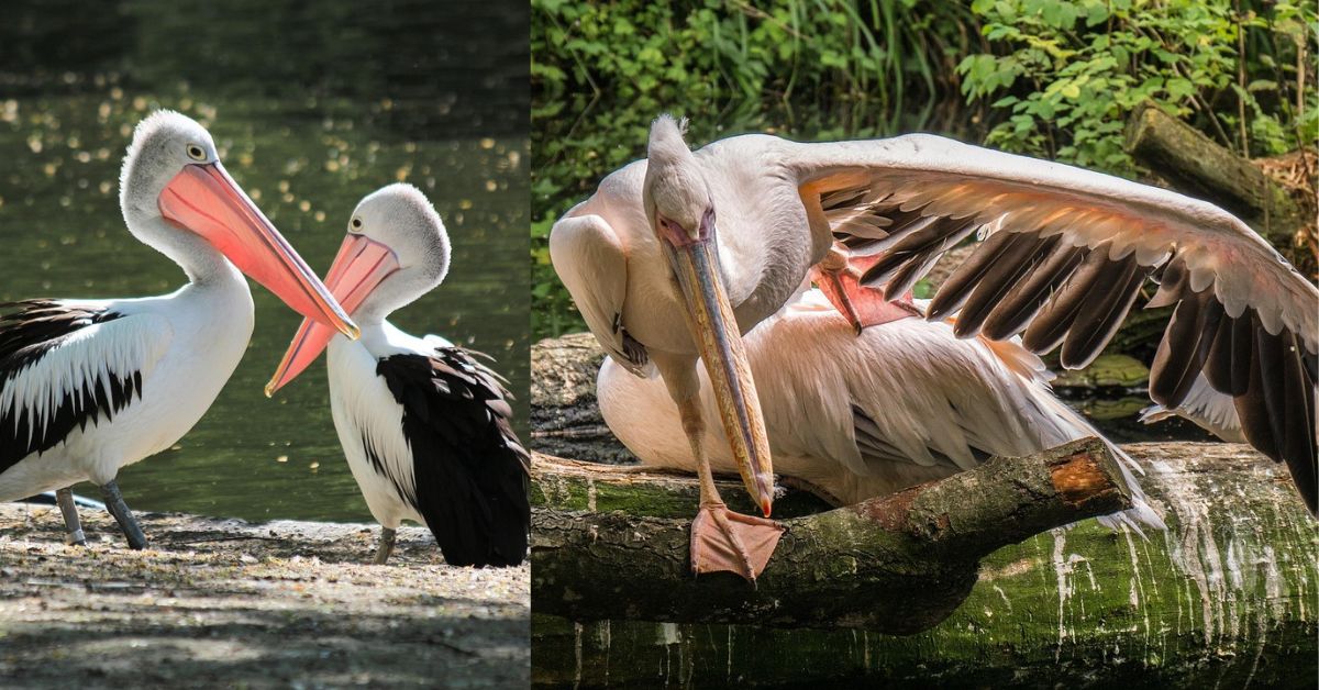 Provides Training for Birds  தேடல்