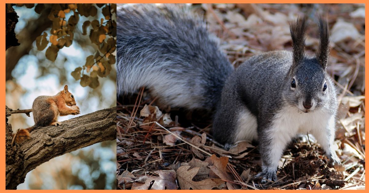 Discovery About Squirrels  சிறுவர்களுக்கான உலக செய்திகள்