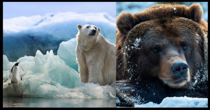 Polar Bears Habits தேடல்