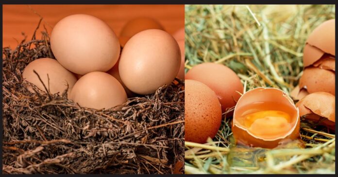 About Eggs in Tamil  பொது அறிவு செய்திகள்